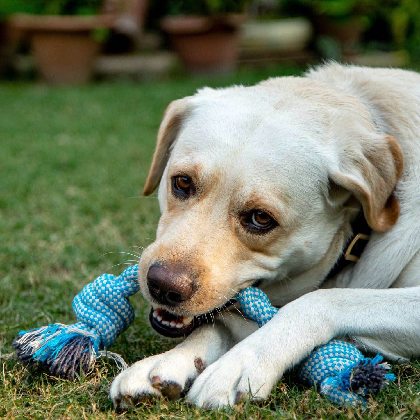 Double Knotted Rope Toy